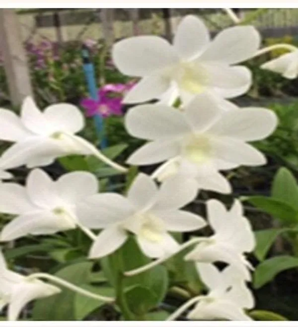 Dendrobium_Emma_white(medium_size)
